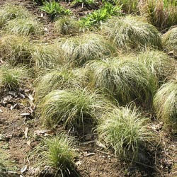 Carex conans Frosted Curls