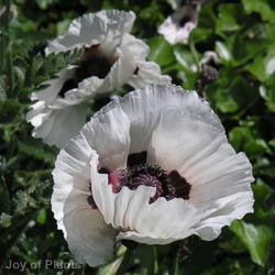 Papaver Ori Royal Wedding