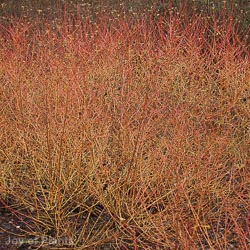 Cornus Midwinter Fire