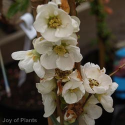 Chaenomeles sup. Jet Trail