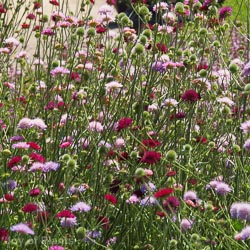 Knautia mac.Melton Pastels