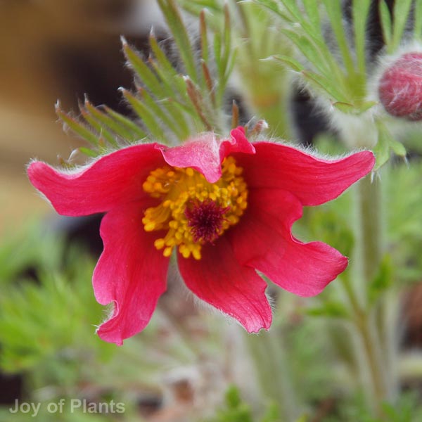 Awaiting product image