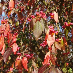 Euonymus europeaus 'Red Cascade'
