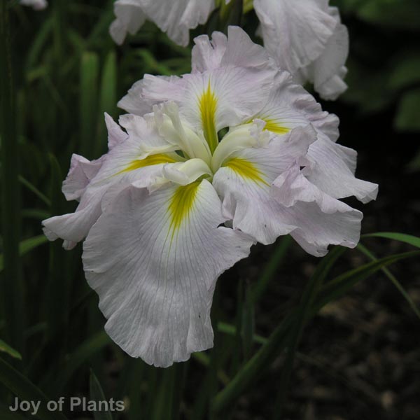 Awaiting product image