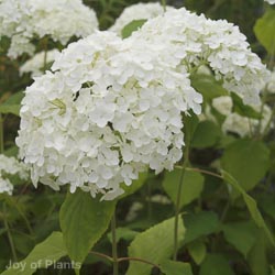 Hydrangea Arbor Annabelle