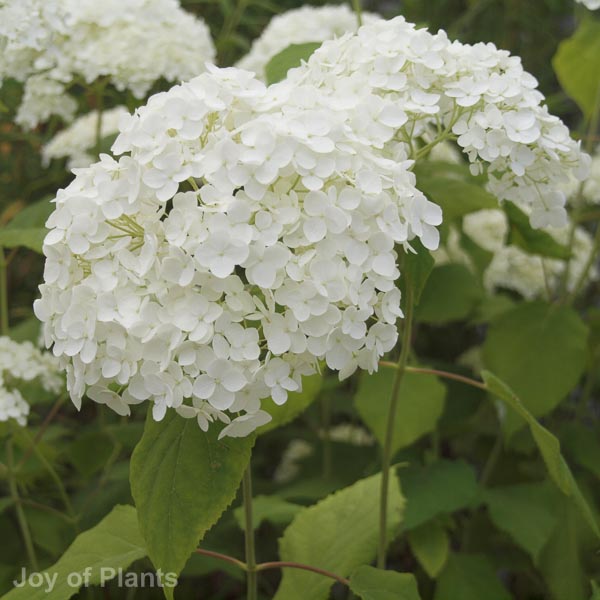 Awaiting product image