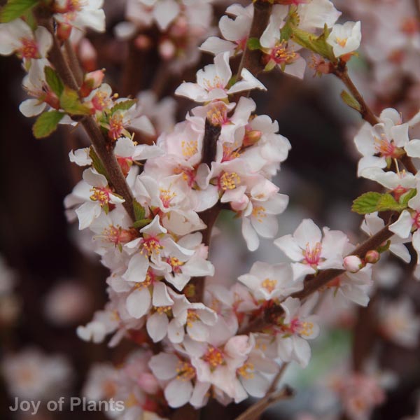 Awaiting product image