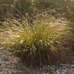Carex testacea