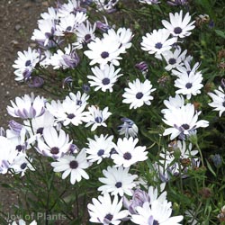 Osteospermum 3rd Lemon Ice