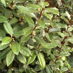 Elaeagnus Ebbingei Compacta