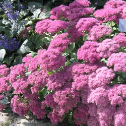 sedum spectabile brilliant