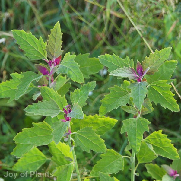 Awaiting product image