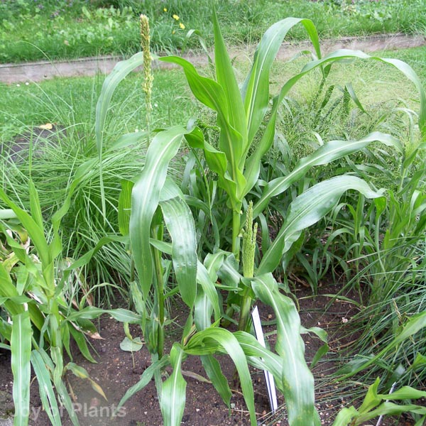 Awaiting product image