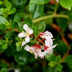 Escallonia Donard Seedling