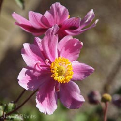 Anemone Hybrid Serenade