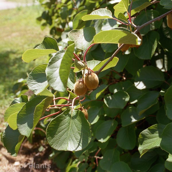 Awaiting product image