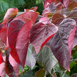 Cercis Canadensis Forest Pansy