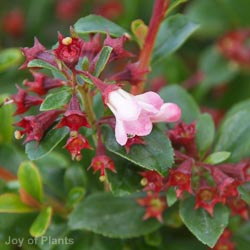 Escallonia Apple Blossom