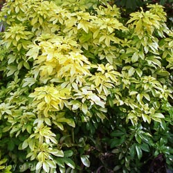 Choisya ternata Sundance