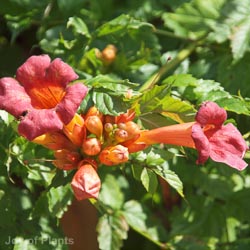 Campsis Radicans Stromboli