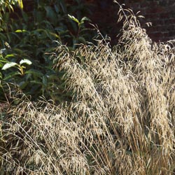 Deschampsia cespitosa