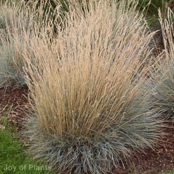 Festuca glauca