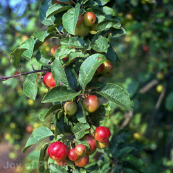 Malus Robusta Fruitiliciose