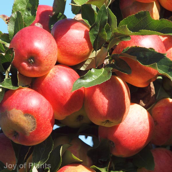 Awaiting product image