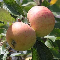 Malus Sunset