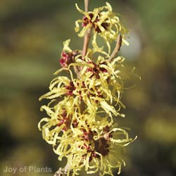 Hamamelis Int Pallida