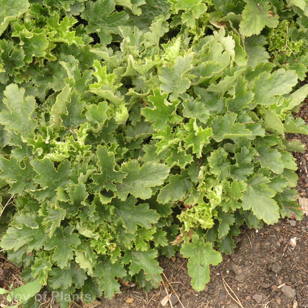 Heuchera micrantha - Image 2