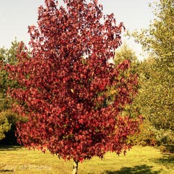 LiquidambAr styraciflua worplesdon