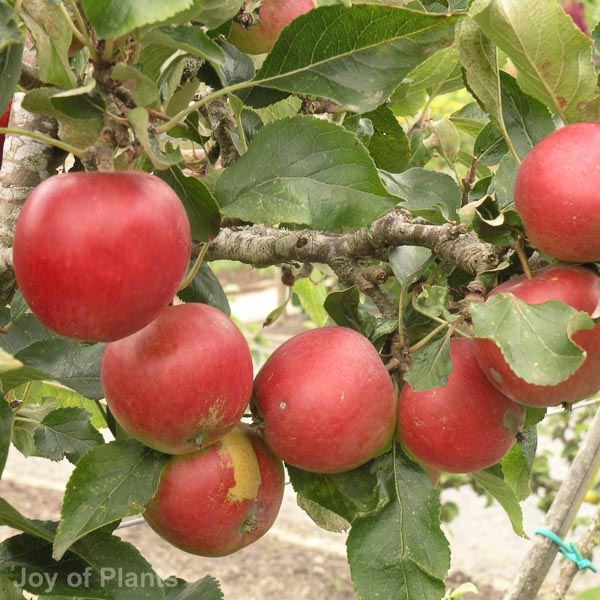 Awaiting product image