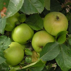 Malus Dom Falstaff