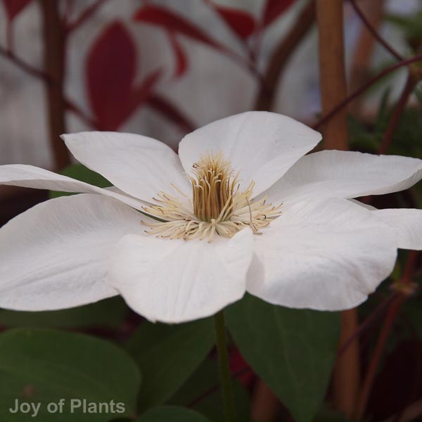 Awaiting product image