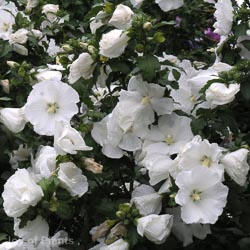 Hibiscus syriacus Russian Violet