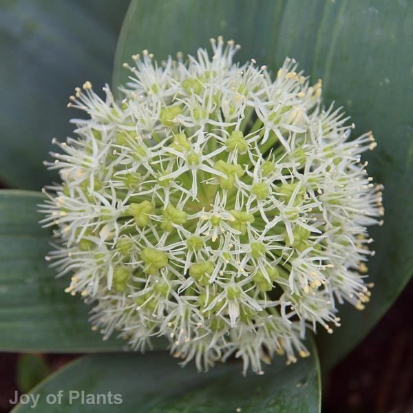 Rosa Flower Carpet Pink Supreme = 'Noa168098F'