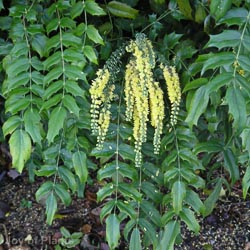 Mahonia Winter Sun