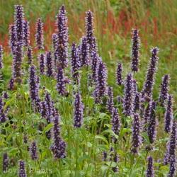 Agastache Black Adder