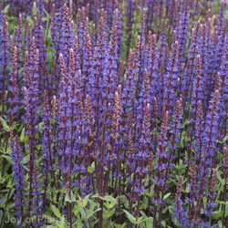Salvia Nemerosa Caradonna