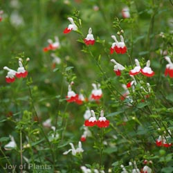 Salvia Hot Lips