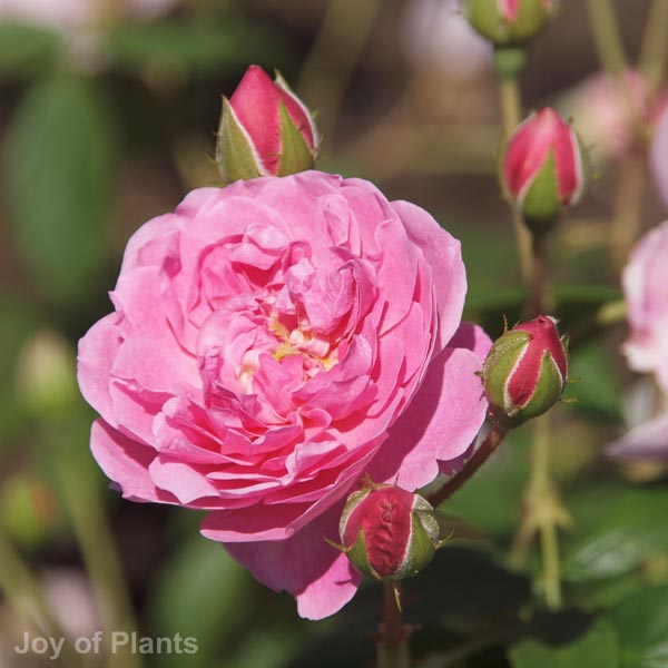 Awaiting product image