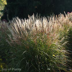 Miscanthus sin. Kleine Silberspeine