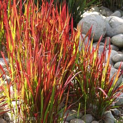 Imperata cly. Red Baron