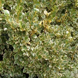 Griselinia littoralis Variegata