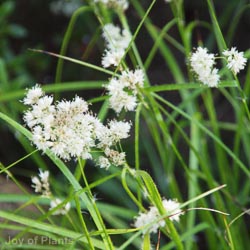 Luzula sylvatica