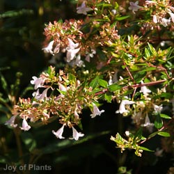 Abelia x grandiflora Radiance