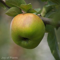 Apple Bramley Seedling