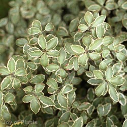 Pittosporum ten. Silver Queen