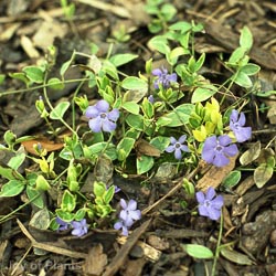 Vinca minor Argenteovariegata